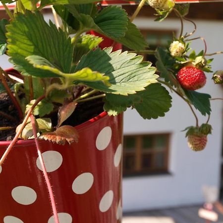 Alpenferienwohnung Strickner Neustift im Stubaital Exterior foto