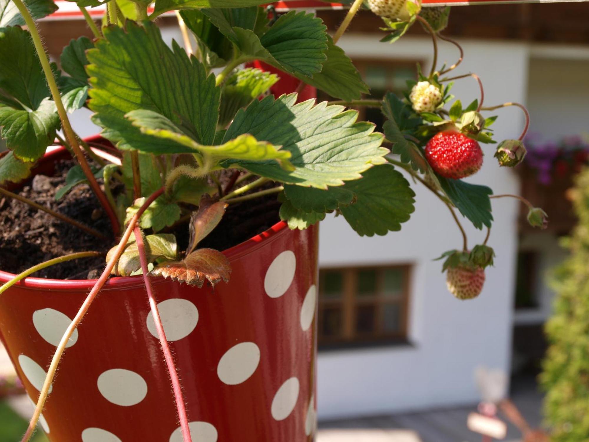 Alpenferienwohnung Strickner Neustift im Stubaital Exterior foto